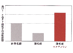 ＦＧＦ７遺伝子の活性状態